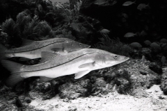 Reef scuba diving off Miami or Key Largo; 1988. Millard Berry, Nick Berry, Tom Butler.