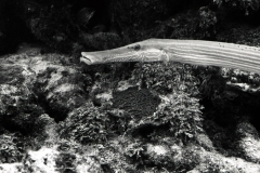 Reef scuba diving off Miami or Key Largo; 1988. Millard Berry, Nick Berry, Tom Butler.