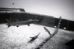 Wreck dive off Miami; 1992. Millard Berry, Nick Berry, Tom Butler. Tmax 100 B&W film with high contrast developer.