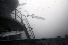 Wreck dive off Miami; 1992. Millard Berry, Nick Berry, Tom Butler. Tmax 100 B&W film with high contrast developer.