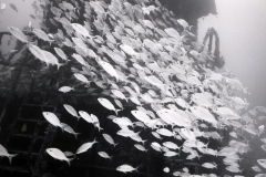 Wreck dive off Miami; 1992. Millard Berry, Nick Berry, Tom Butler. Tmax 100 B&W film with high contrast developer.